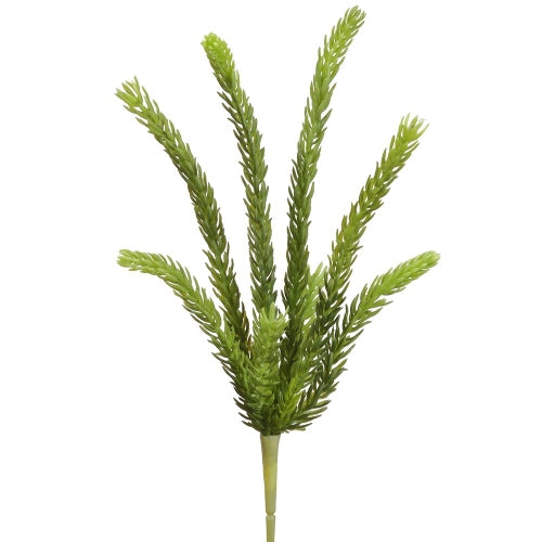 Senecio Succulent Pick