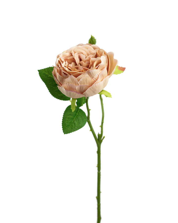 Honeyed Amber English Garden Rose Stem