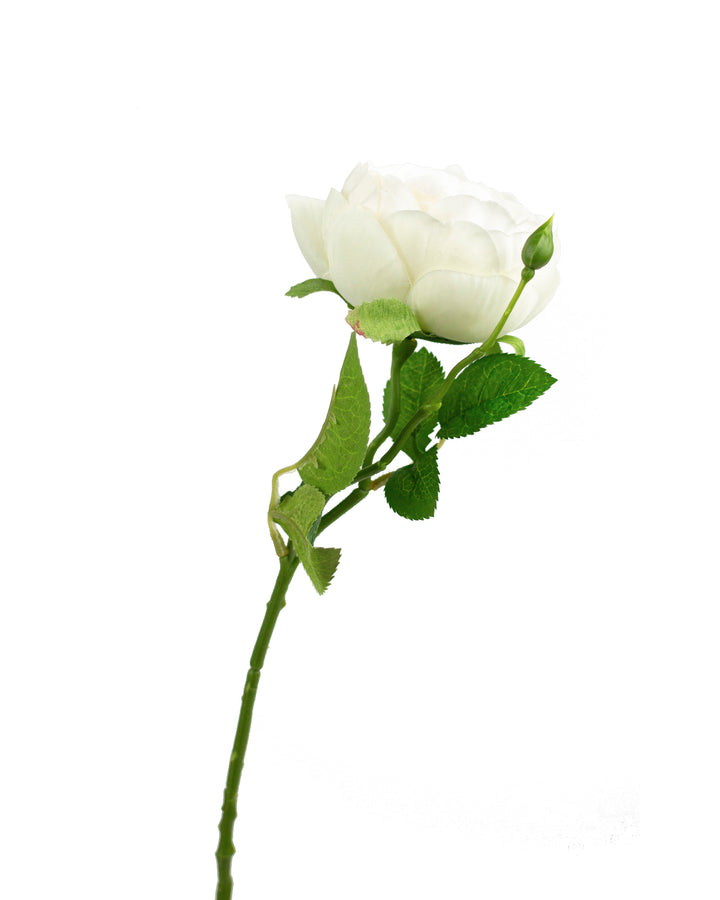 Cream English Garden Rose Stem