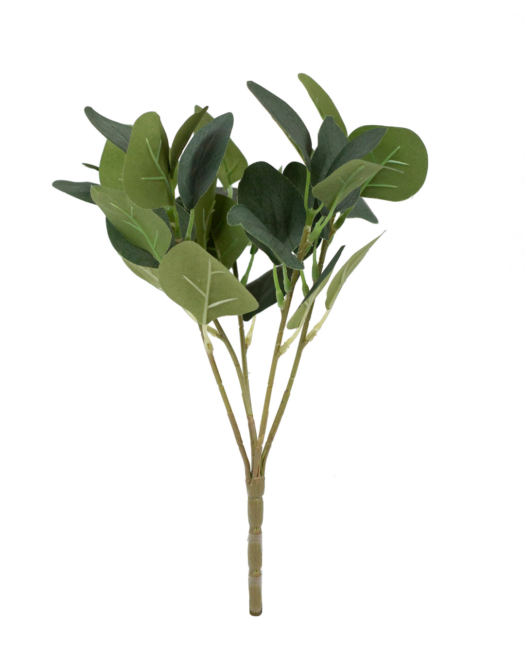 Eucalyptus Bush