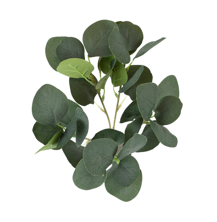 Eucalyptus Bush
