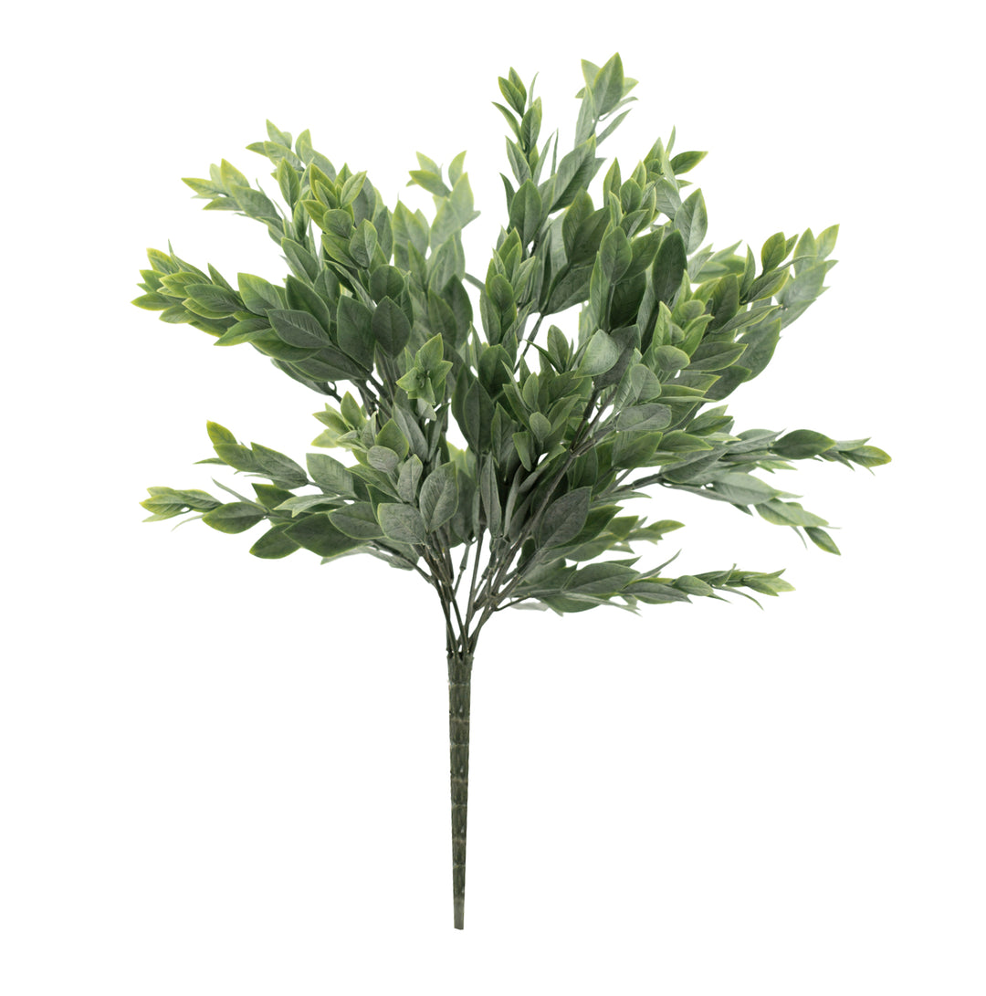 Ruscus Bush