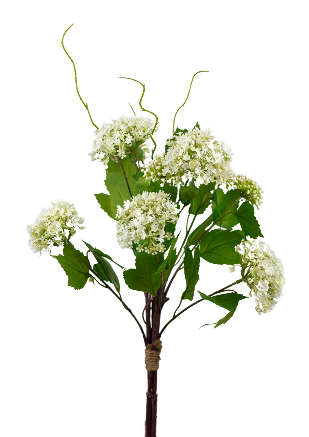 Snowball Viburnum Bundle
