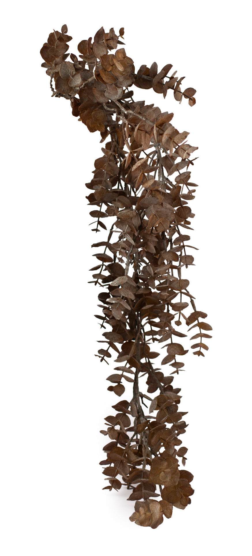 Rusty Muted Hanging Eucalyptus Vine