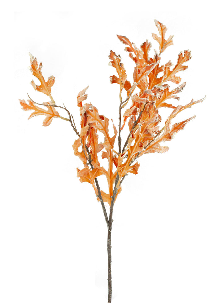 Oak Leaf