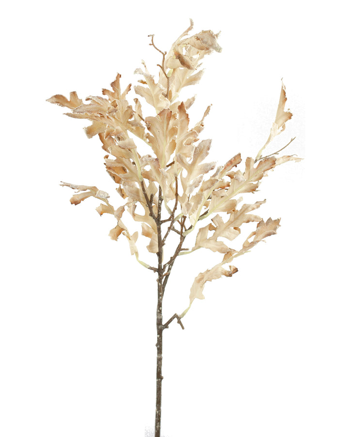 Oak Leaf
