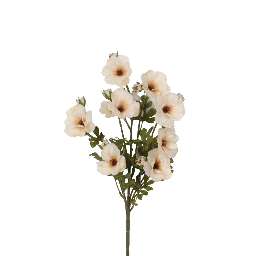 Cream Anemone Stem