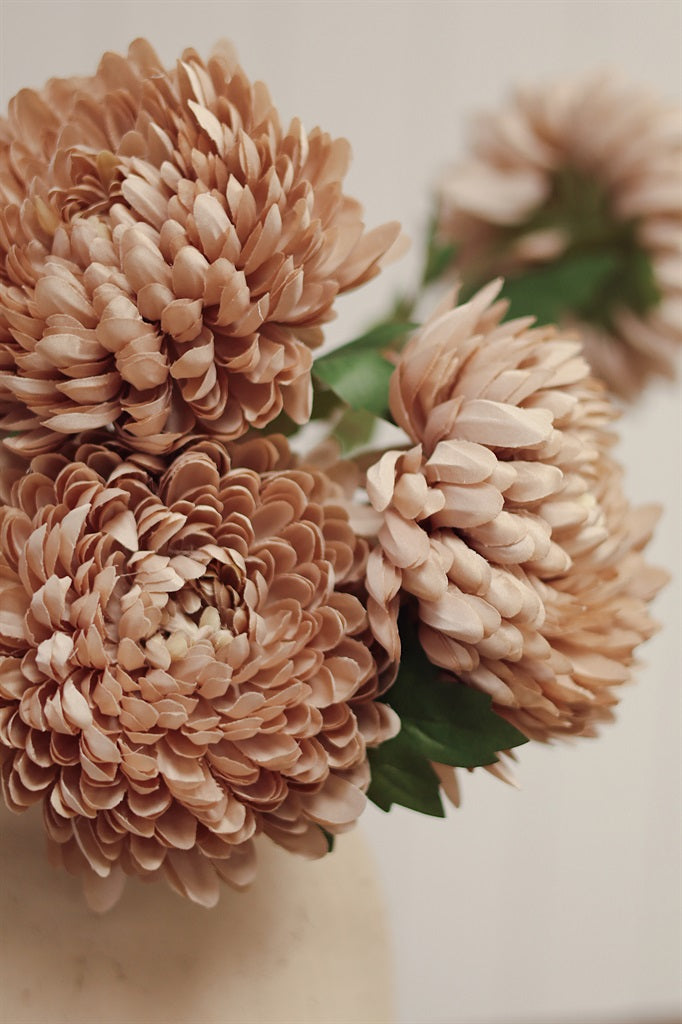 Dusty Pink Chrysanthemum