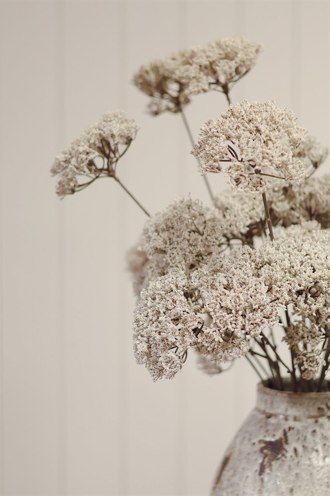 Queen Anne's Lace