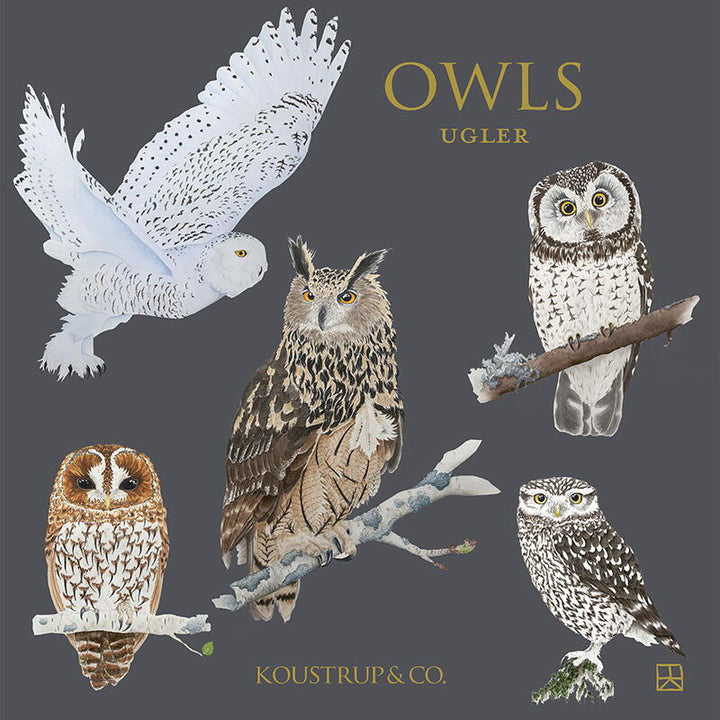 Woodland Owls Card Set