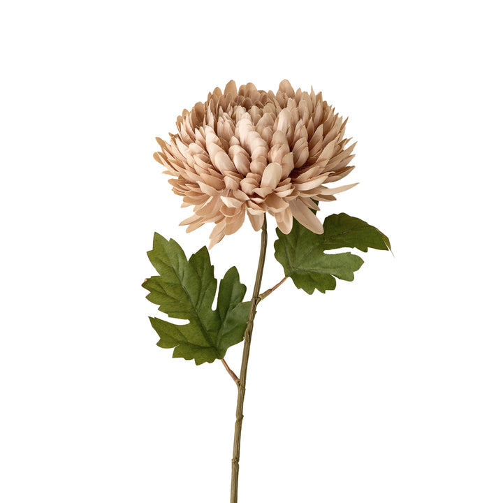 Dusty Pink Chrysanthemum