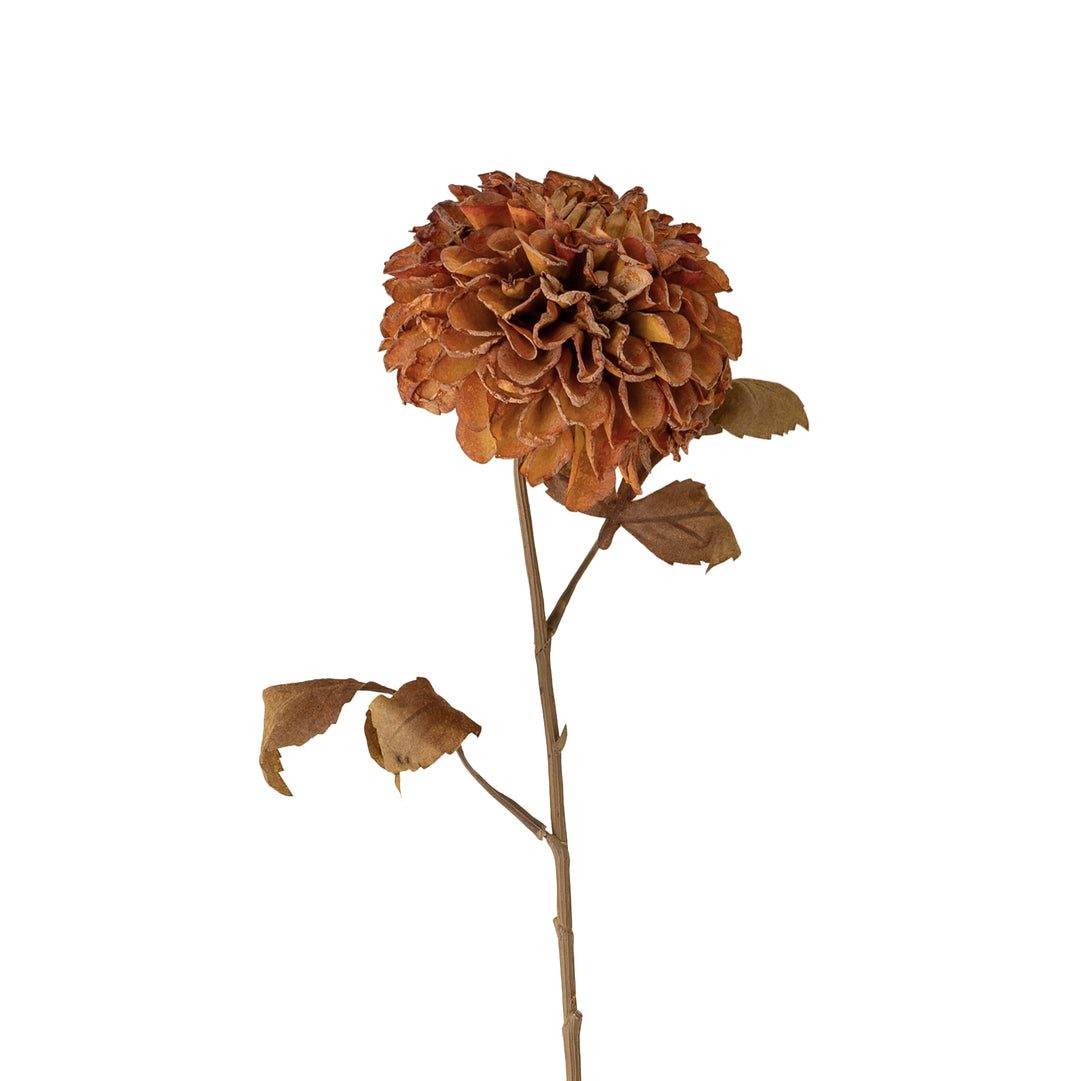 Bronze Pompon Dahlia