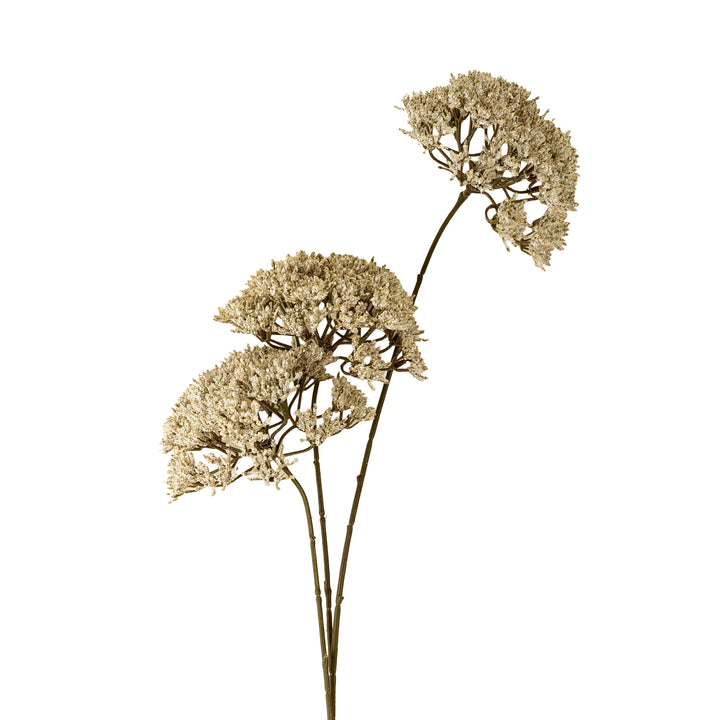 Queen Anne's Lace