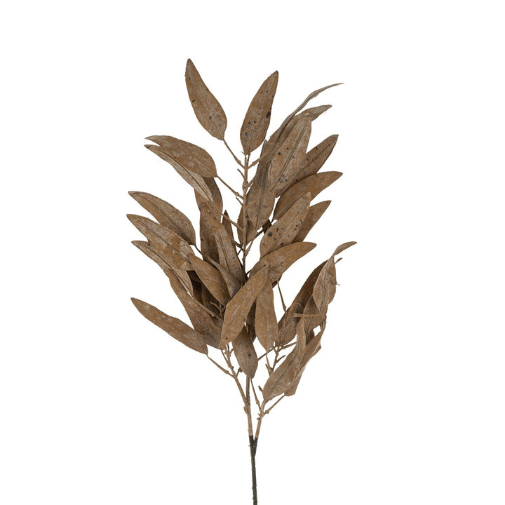 Drift Eucalyptus Stem