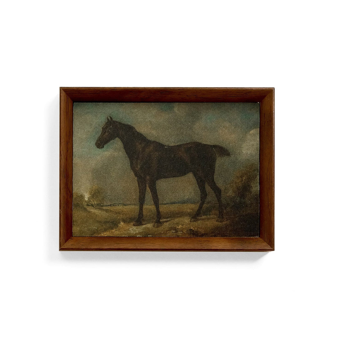 Horse Study Print - Framed Canvas