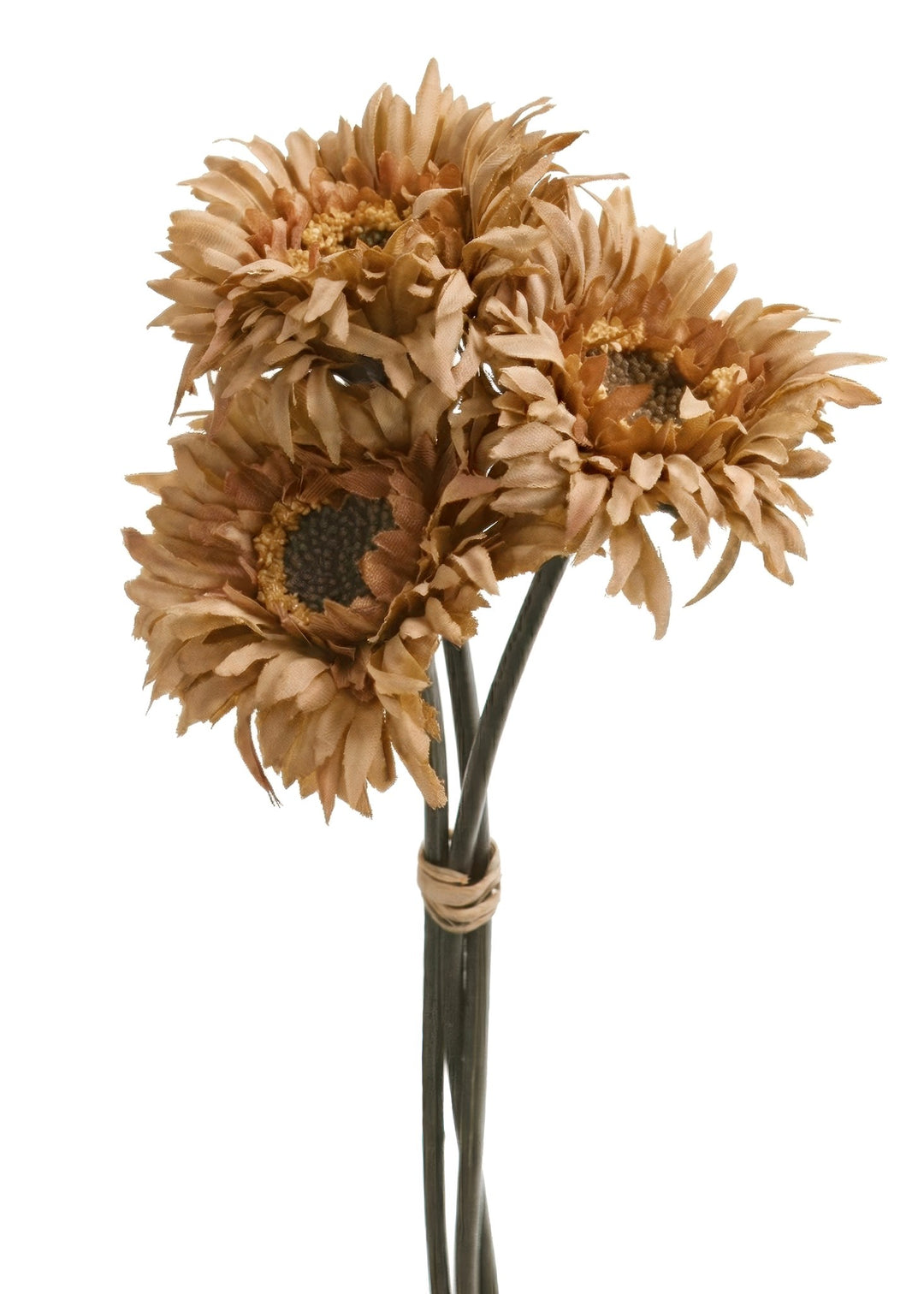 Toasted Daisy Bundle