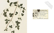 Herbaria: The Pressed Plant Collection of Beatrix Farrand