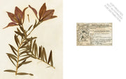 Herbaria: The Pressed Plant Collection of Beatrix Farrand