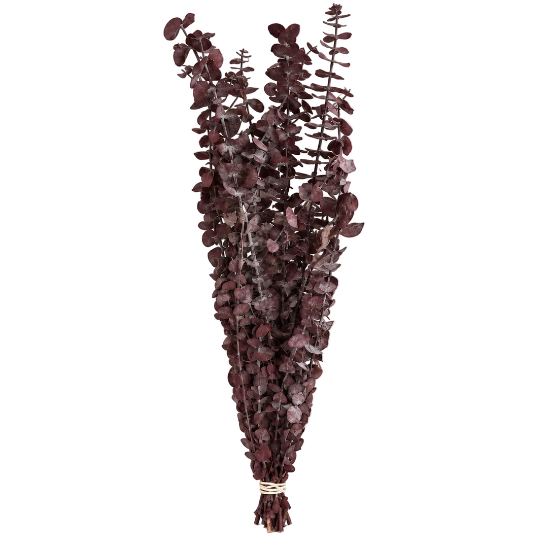 Burgundy Preserved Eucalyptus Bundle