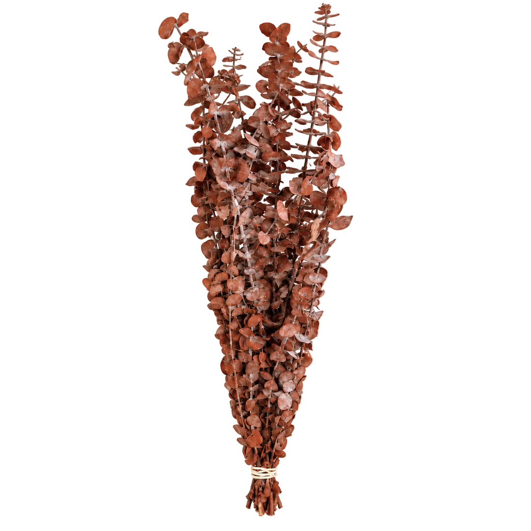 Preserved Rusty Eucalyptus Bundle