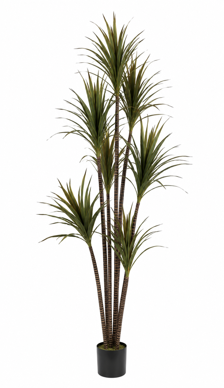 Madagascar Dragon Tree • 5'H