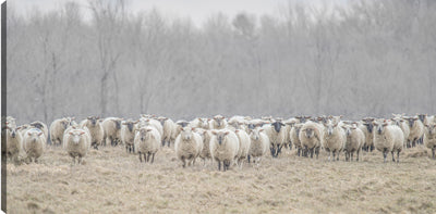 Pasture Gathering Canvas