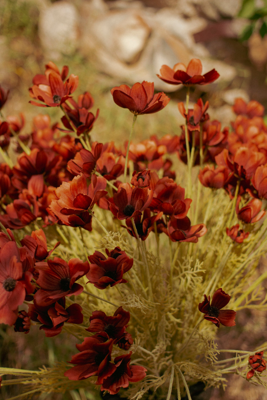 Rust Calliopsis Stem