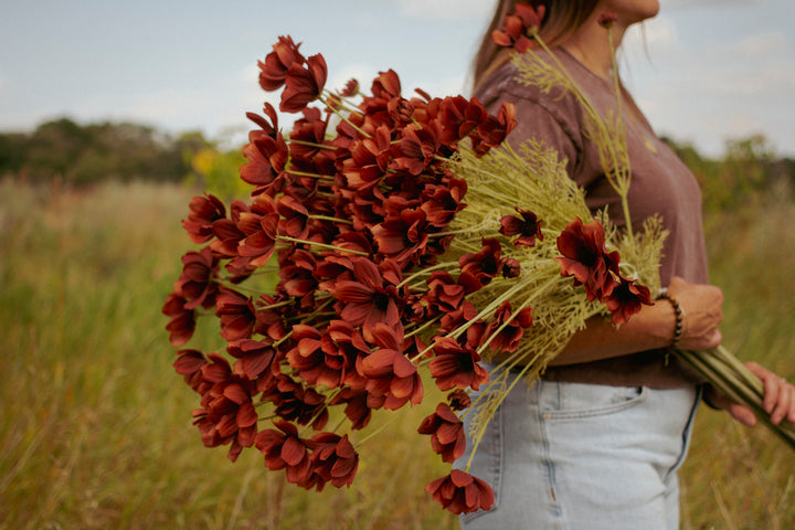 Rust Calliopsis Stem