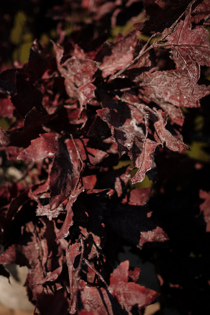 Marlow Maple Branch