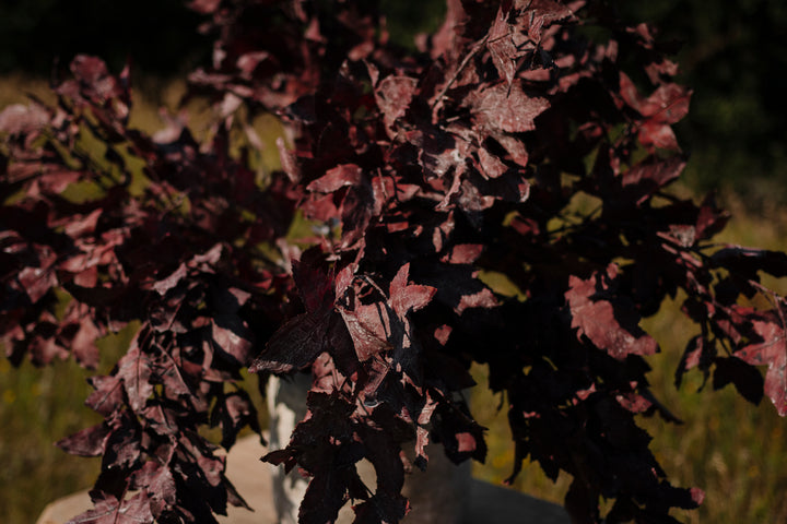 Marlow Maple Branch