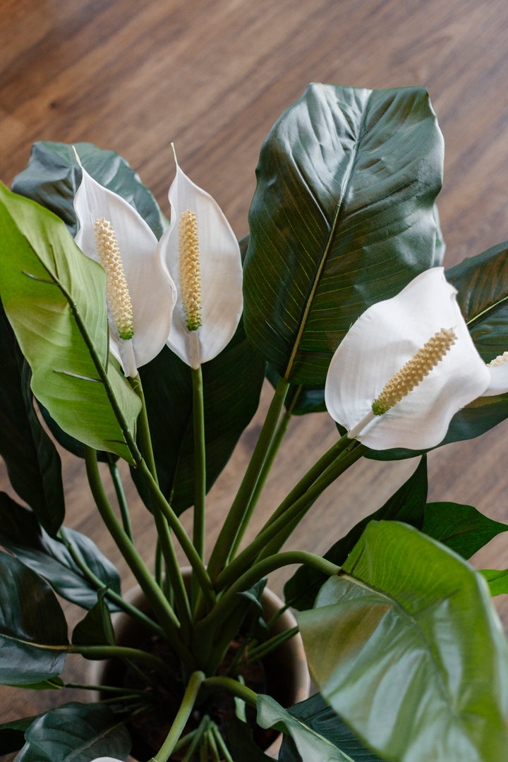 Peace Lily Potted Bush