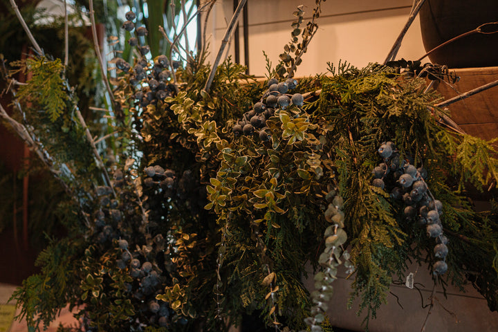 Gardenway Euonymus Bush