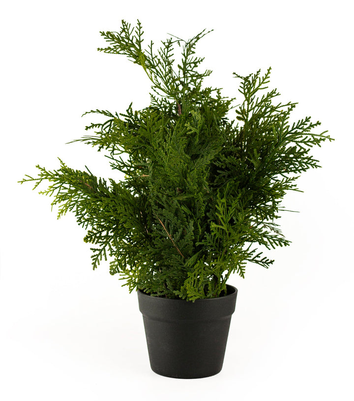 Northern Cedar Tree Everlow 24"