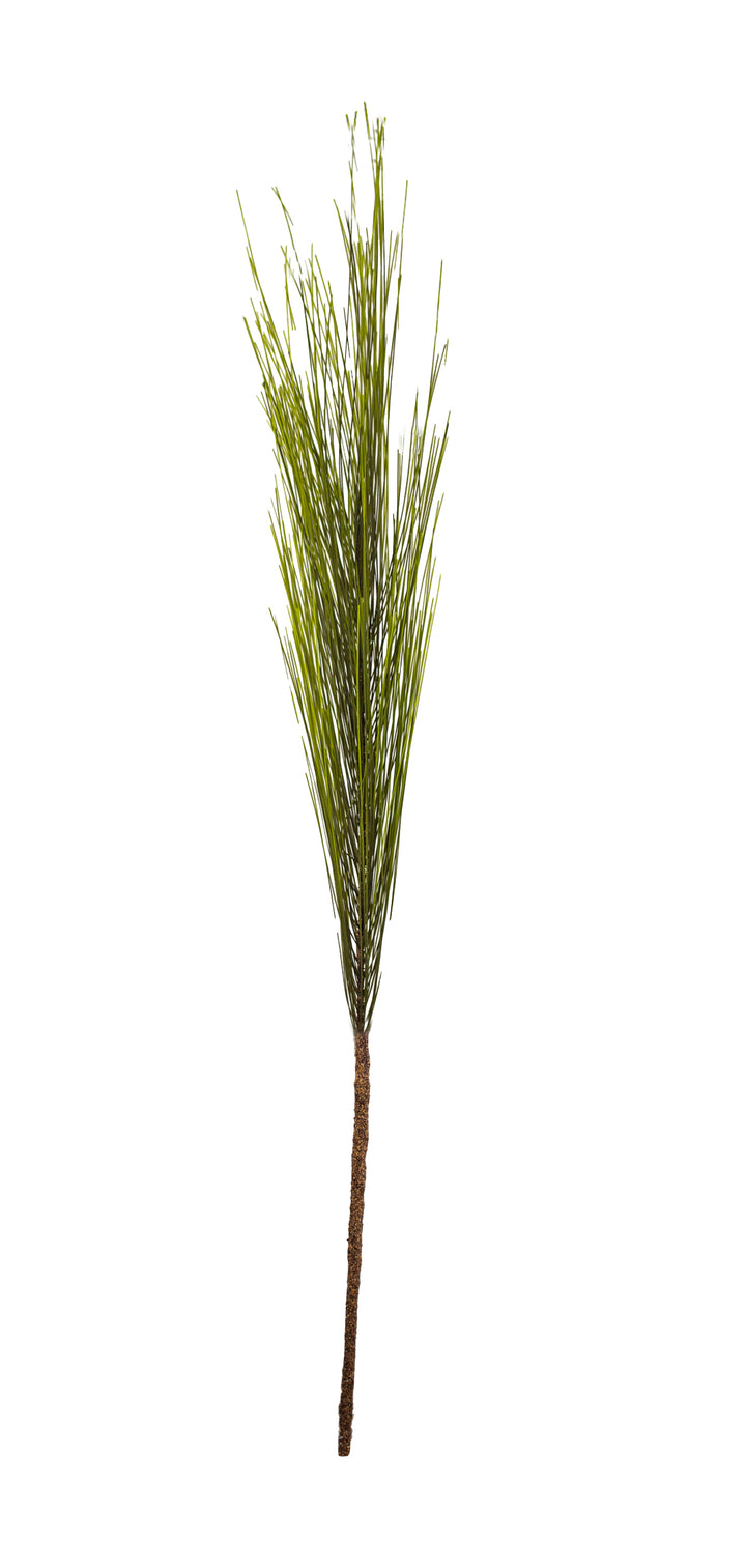 Long Needle Pine Stem