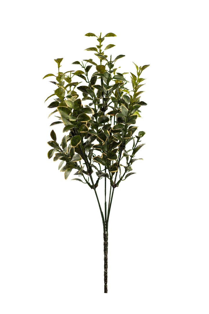 Gardenway Euonymus Bush