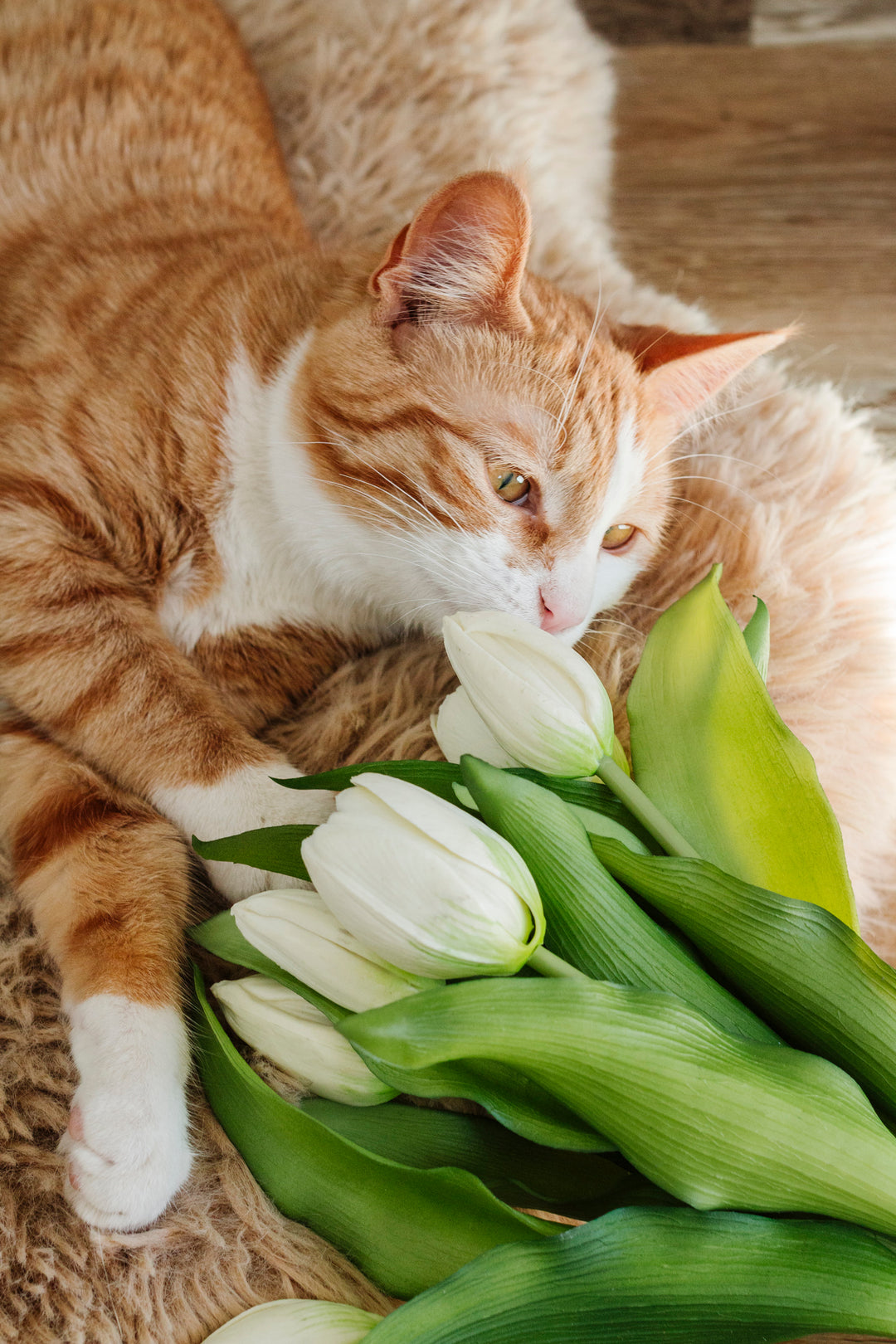 White Fresh Touch Tulip Bundle