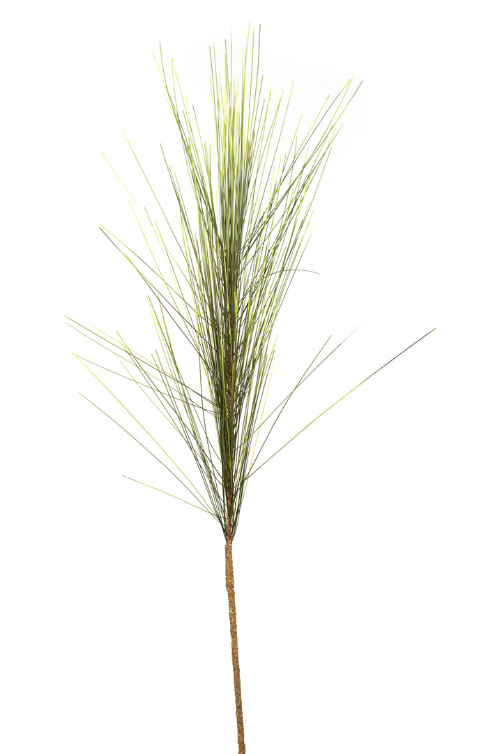 Long Needle Pine Stem