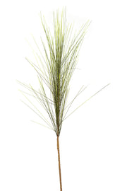 Long Needle Pine Stem