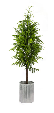 64"H Norfolk Pine Tree Real Touch