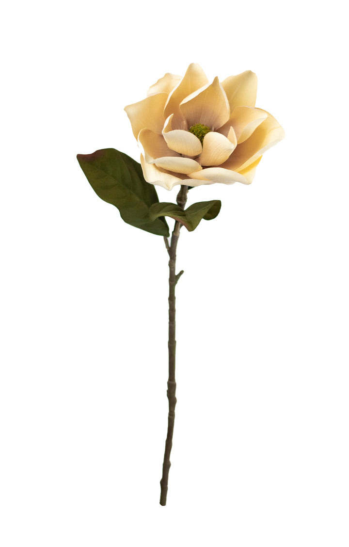 Ivory Magnolia Stem