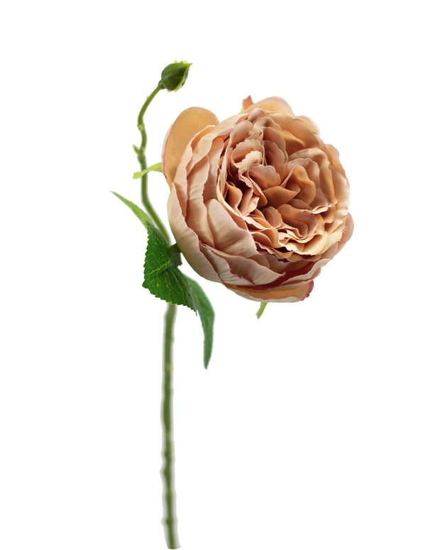 Honeyed Amber English Garden Rose Stem