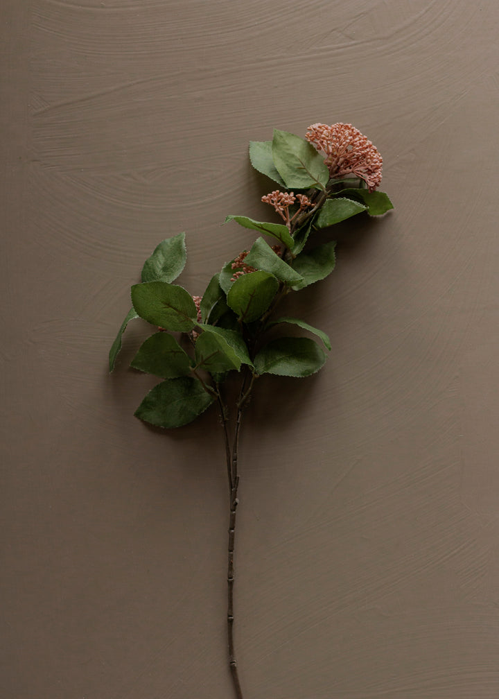 Pink Sedum Cluster Bush