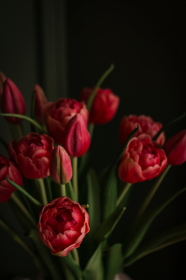 Coral Garden Tulip Bundle