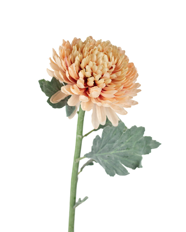 Toffee Garden Mum Stem
