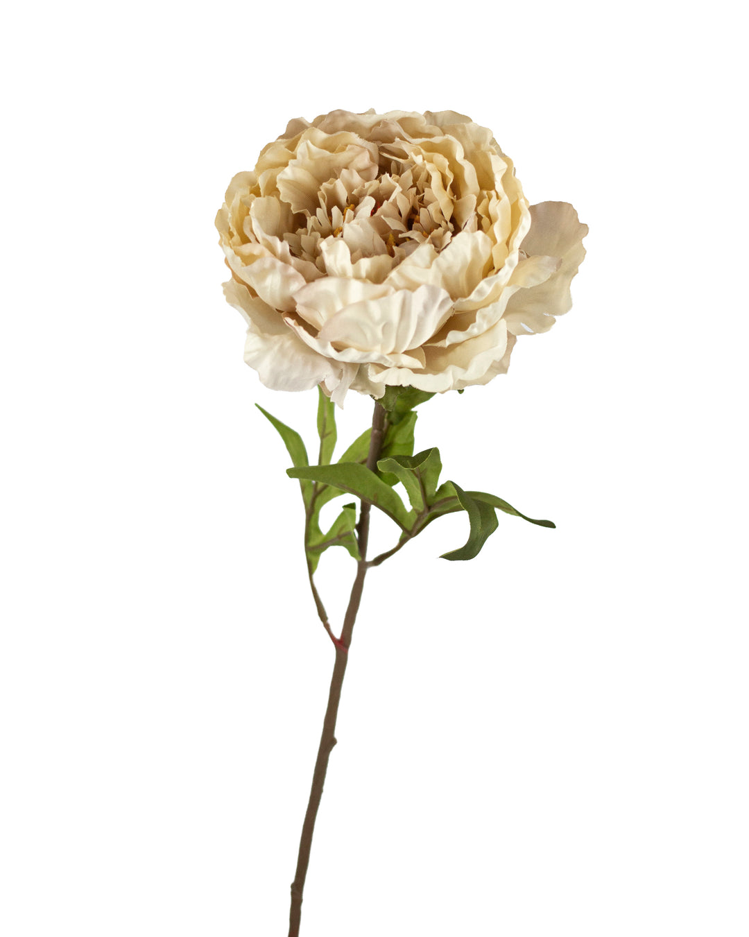 Antique White Garden Peony Stem