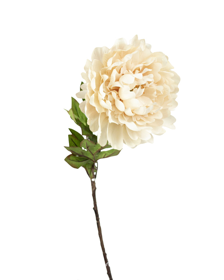 Cream Peony Stem