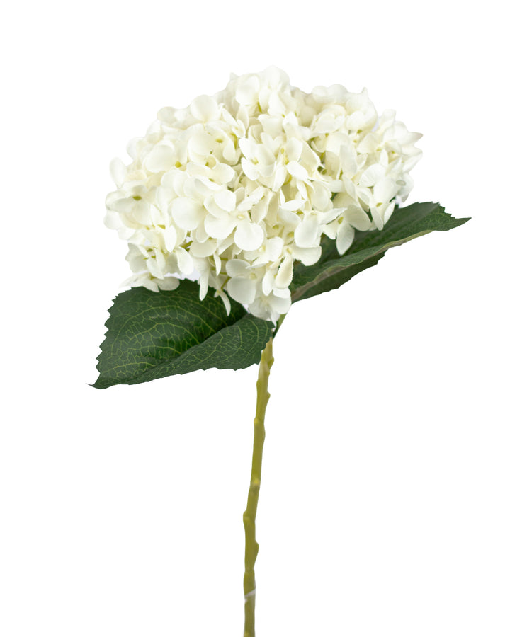 Cream Hydrangea Stem