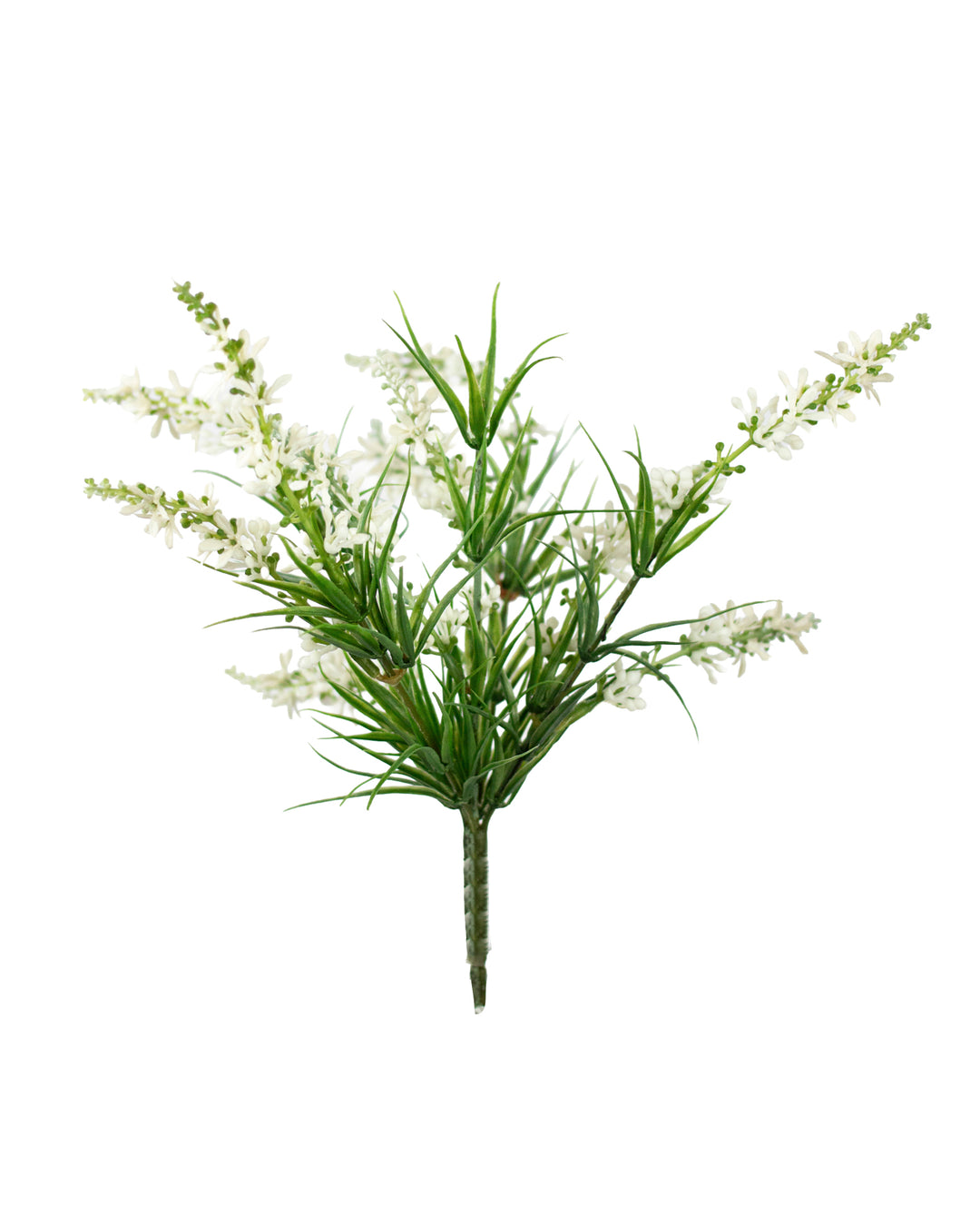 Sweet Veronica Bush