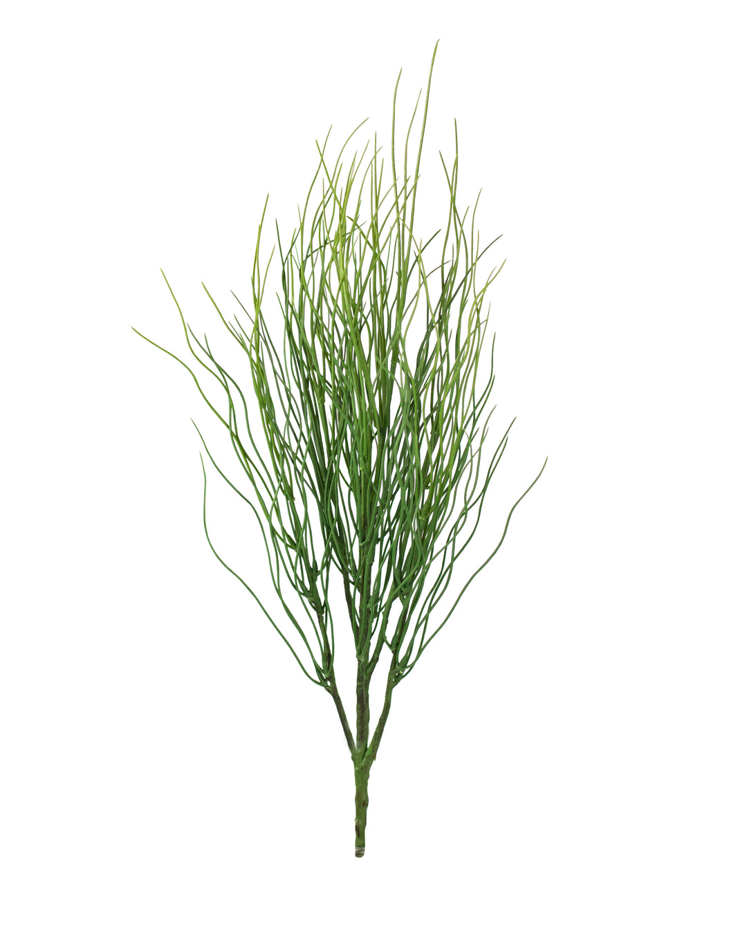 Acorus Grass Bush