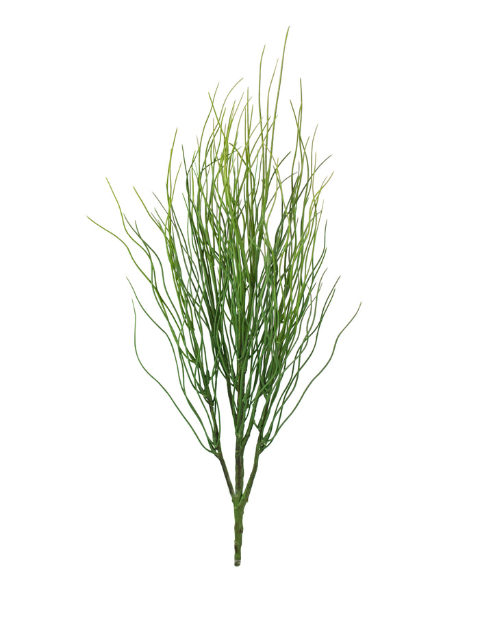 Acorus Grass Bush